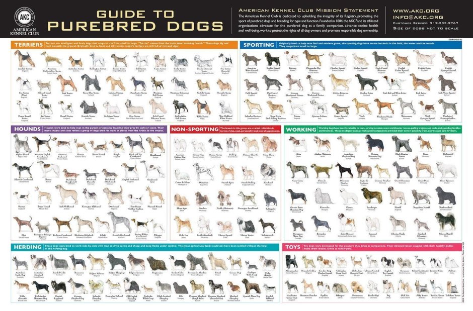 American Dogs плакат