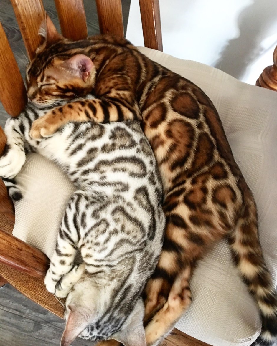 Бенгальская вислоухая кошка