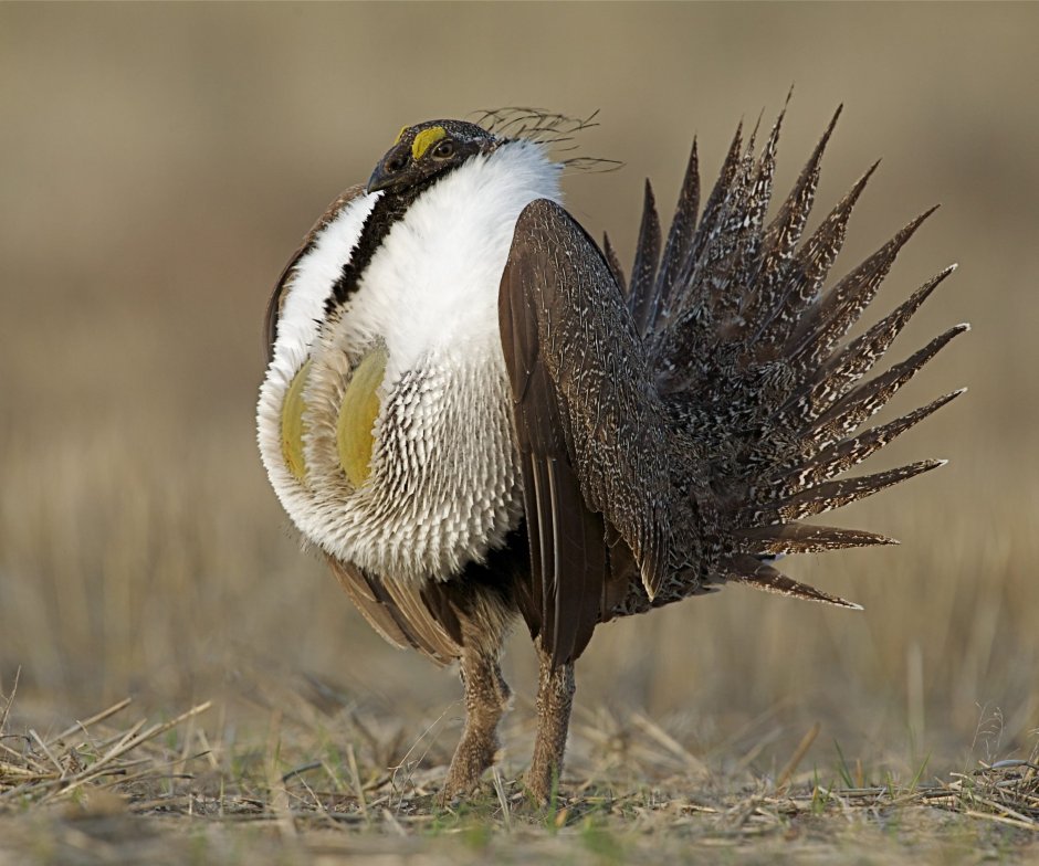 Sage Grouse