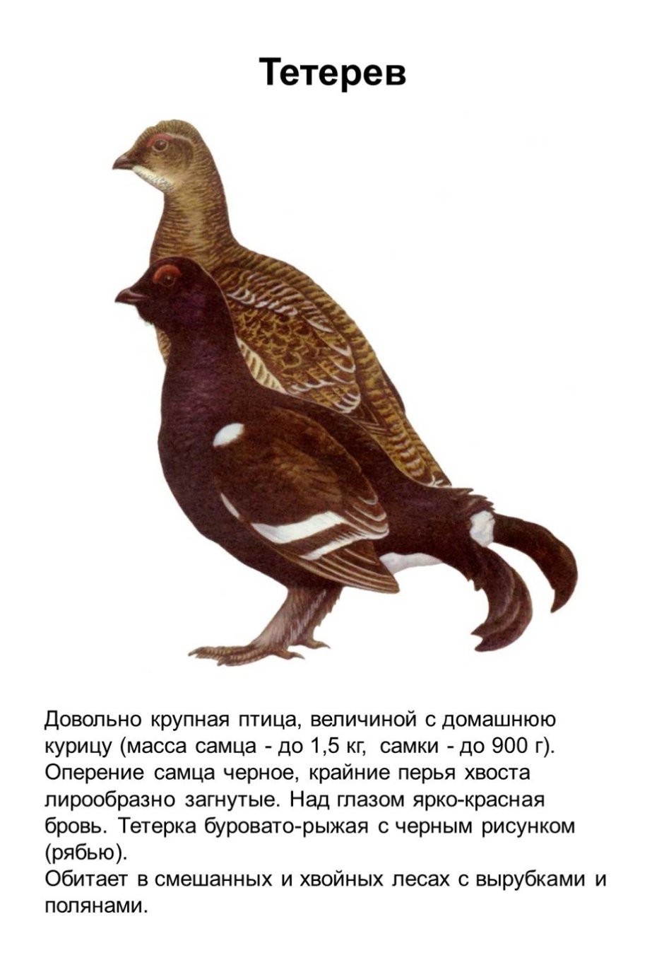 Тетерев птица описание