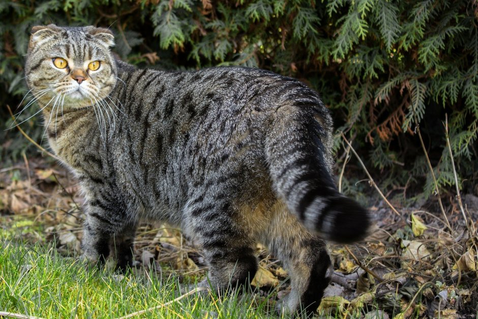 Кавказская Лесная кошка Felis Silvestris Caucasica