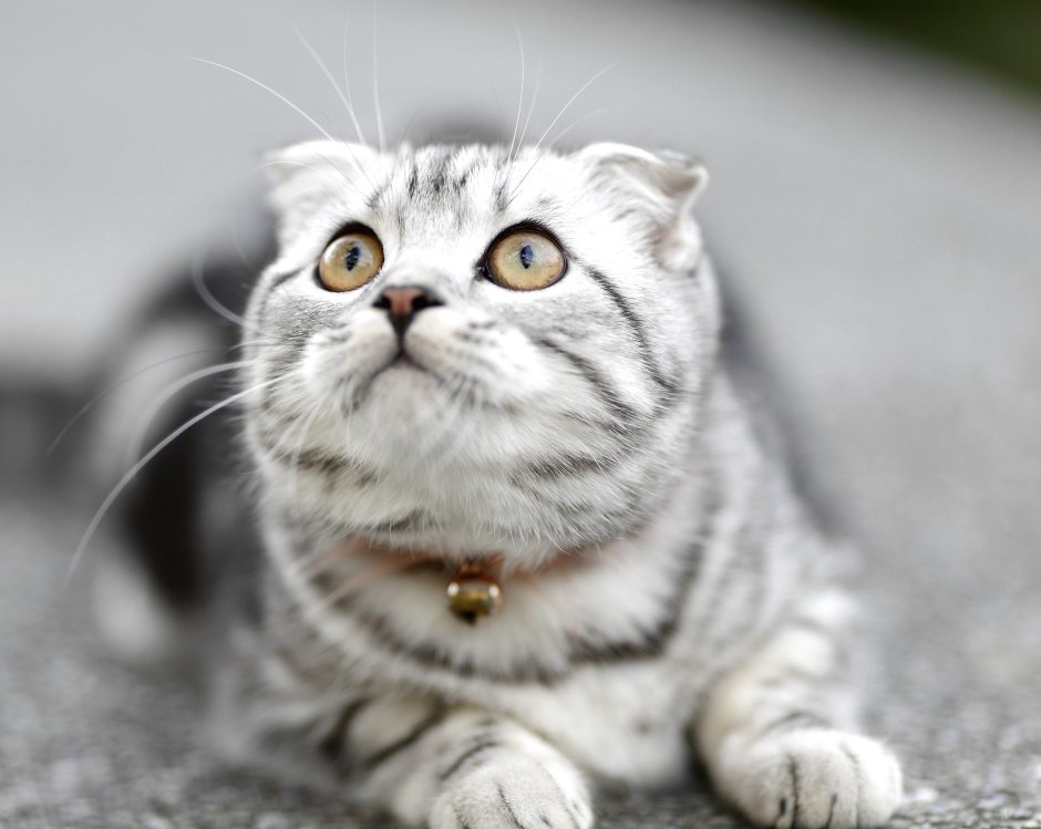 Шотландская вислоухая кошка