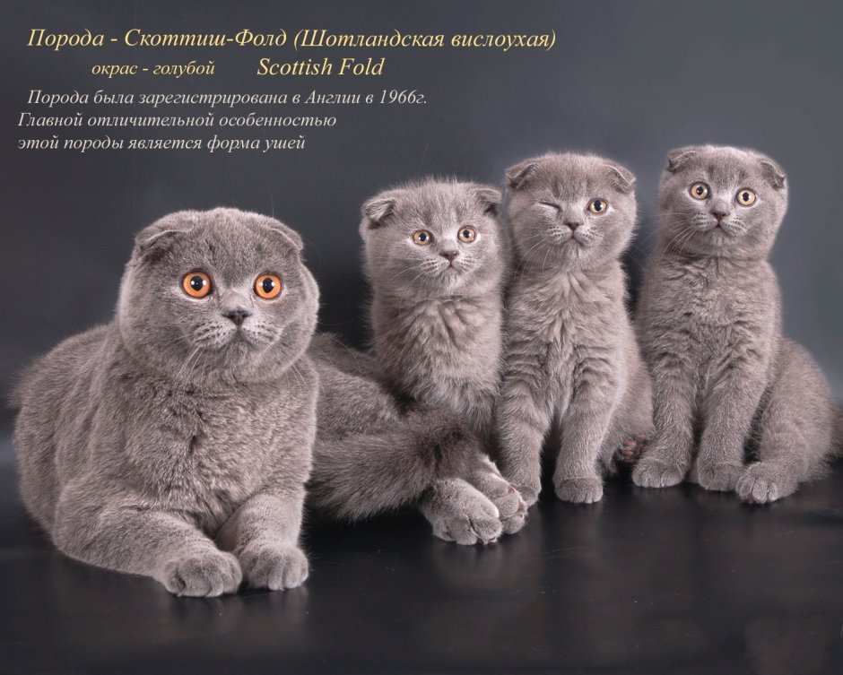 Проект про шотландского вислоухого кота