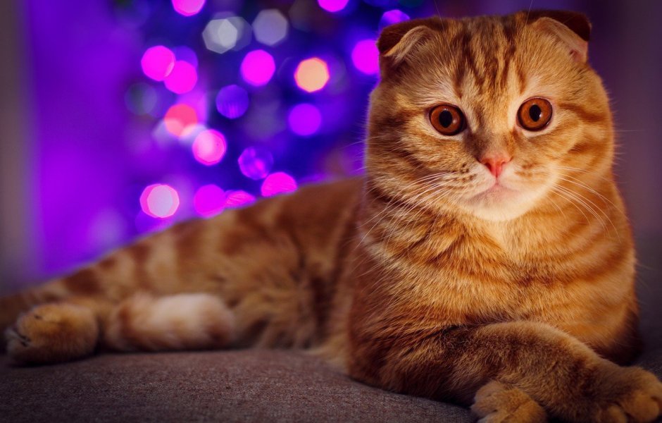 Шотландская вислоухая кошка