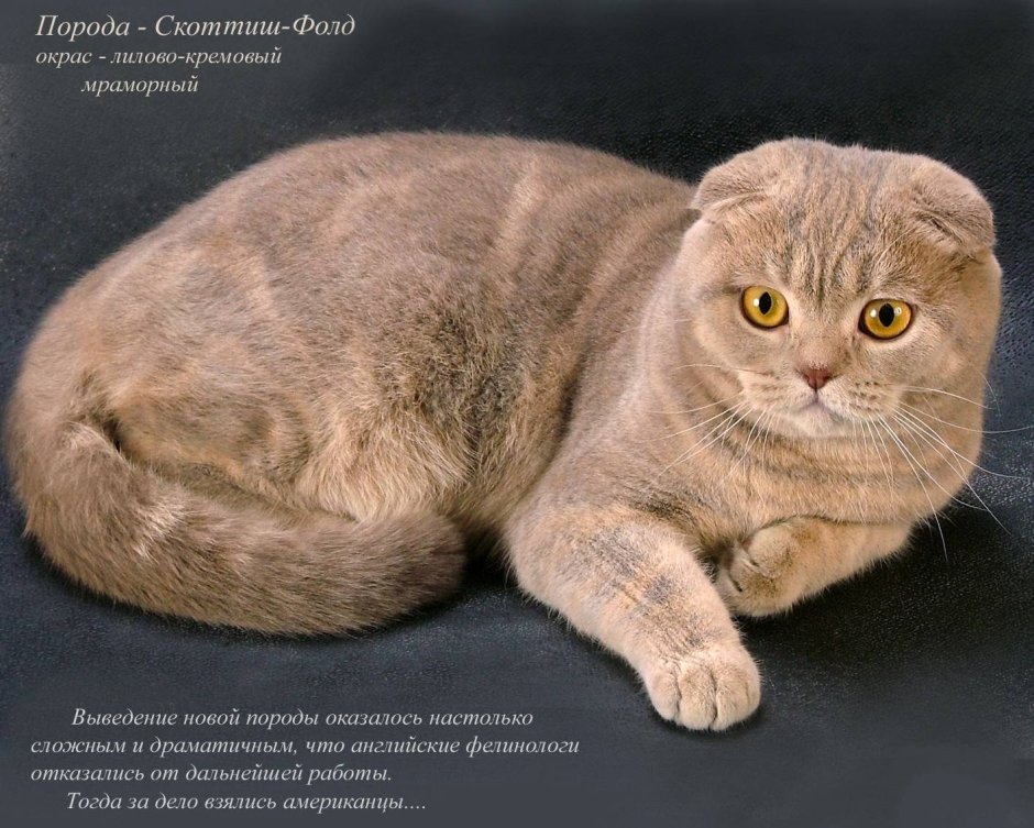 Порода кошек Британская вислоухая