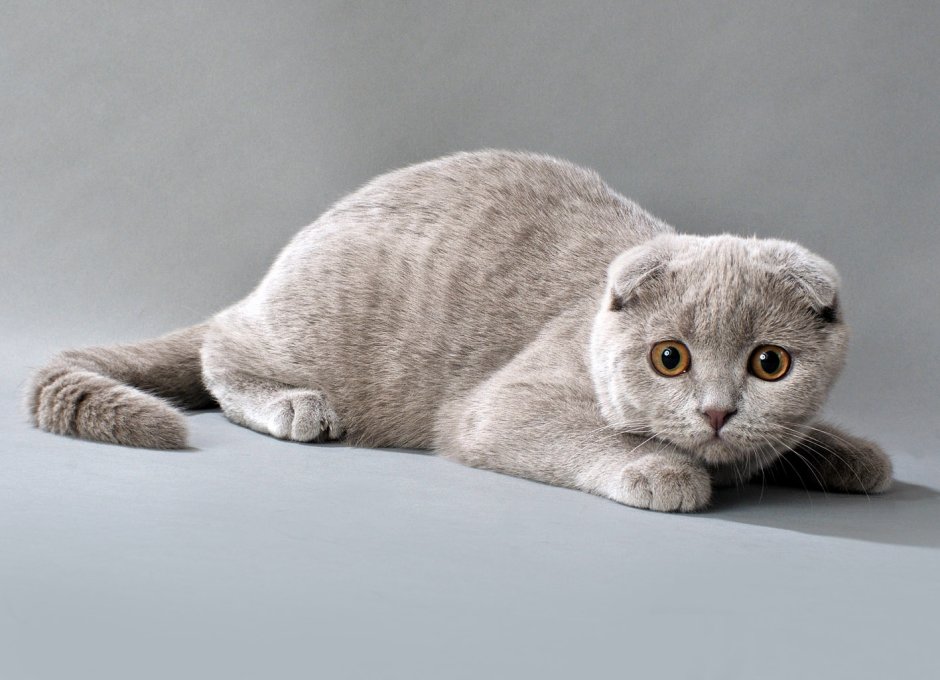 Скоттиш-фолд Шотландская