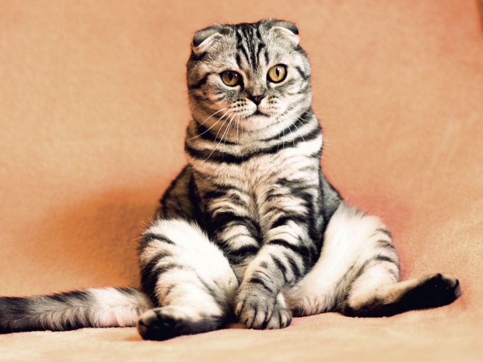 Шотландский вислоухий кот полосатый