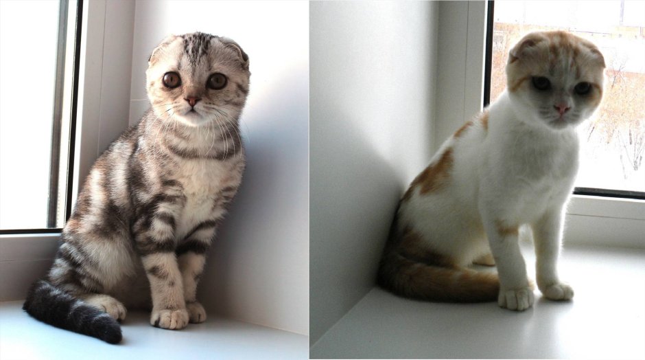 Скрещивание Шотландская кошка скоттиш фолд