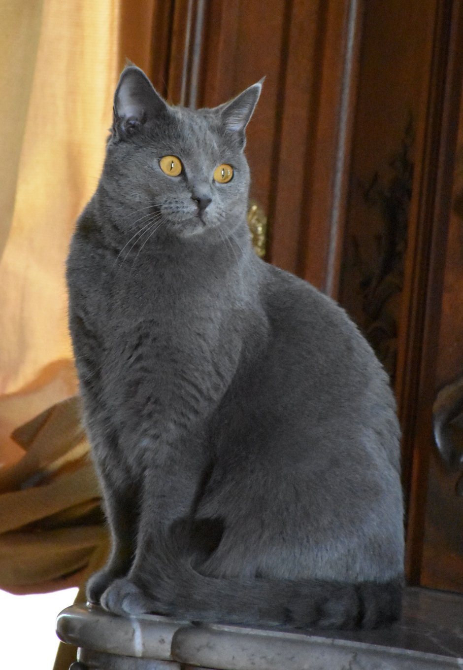 Британский кот вислоухий серый