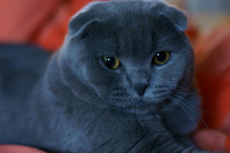 Британская короткошёрстная кошка