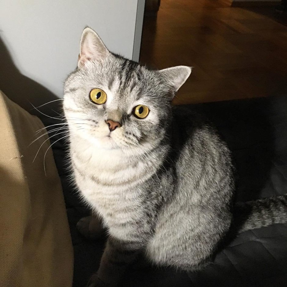 Шотландский скоттиш страйт