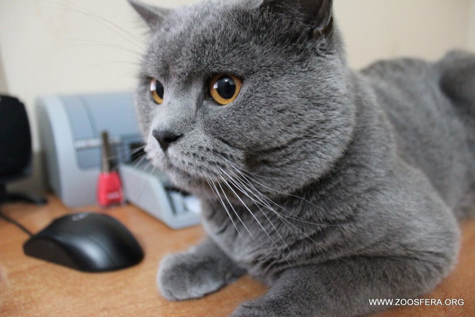 Кот британец остроухий