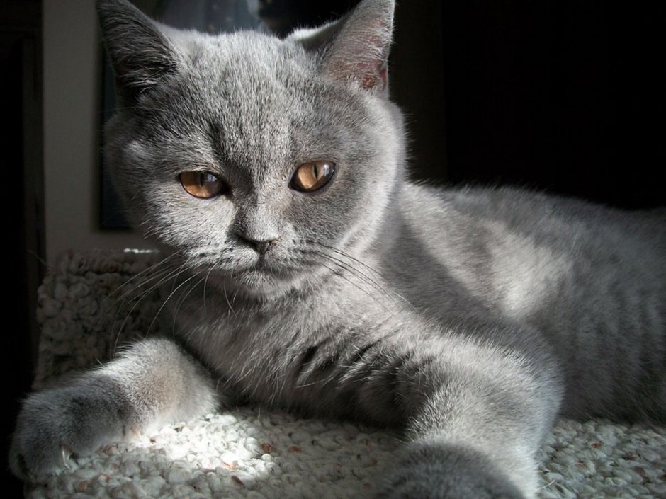 Шотландская кошка прямоухая