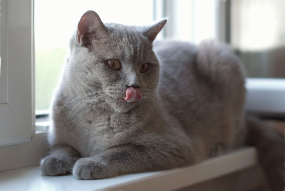 Шотландская остроухая кошка