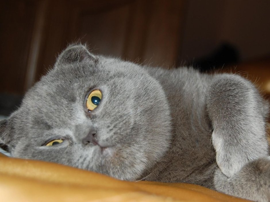 Скоттиш страйт остроухий