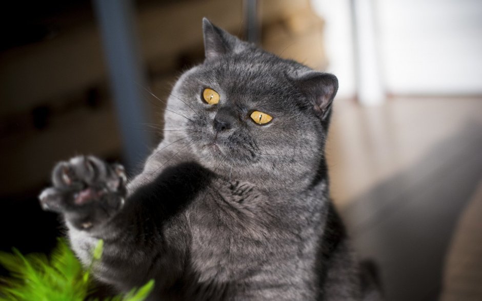 Шотландец кот остроухий