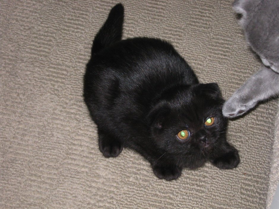 Шотландский вислоухий кот серый