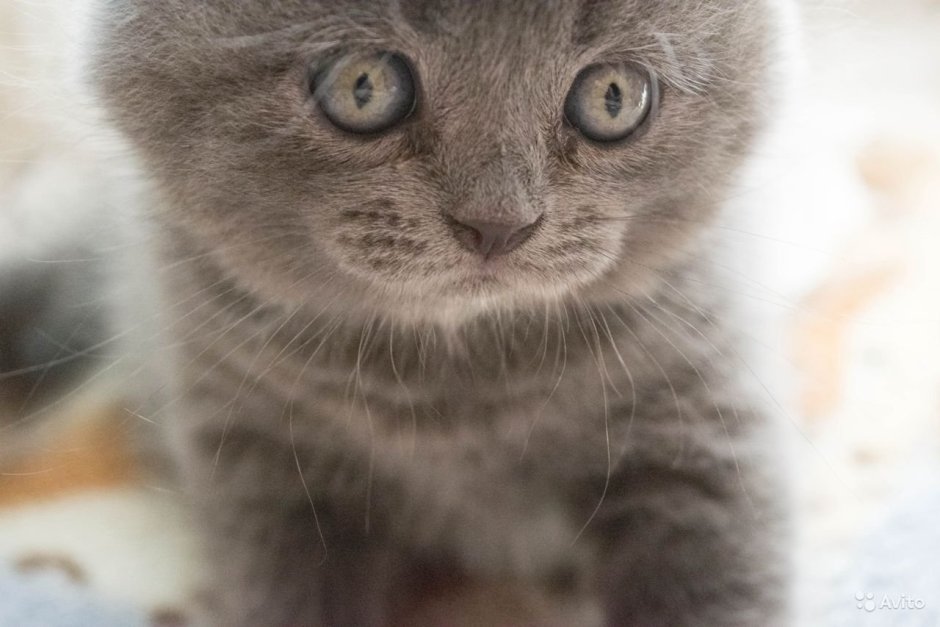 Шотландские котята остроухие