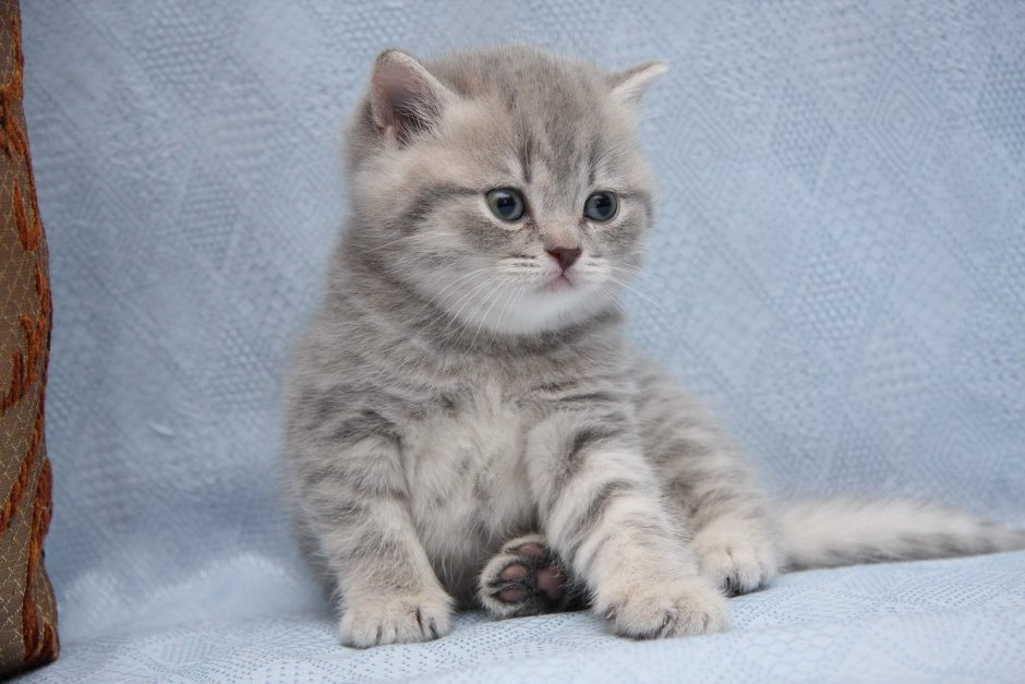 Шотландская вислоухая кошка