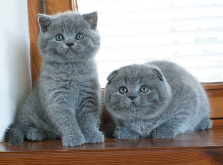 Шотландский скотишройт