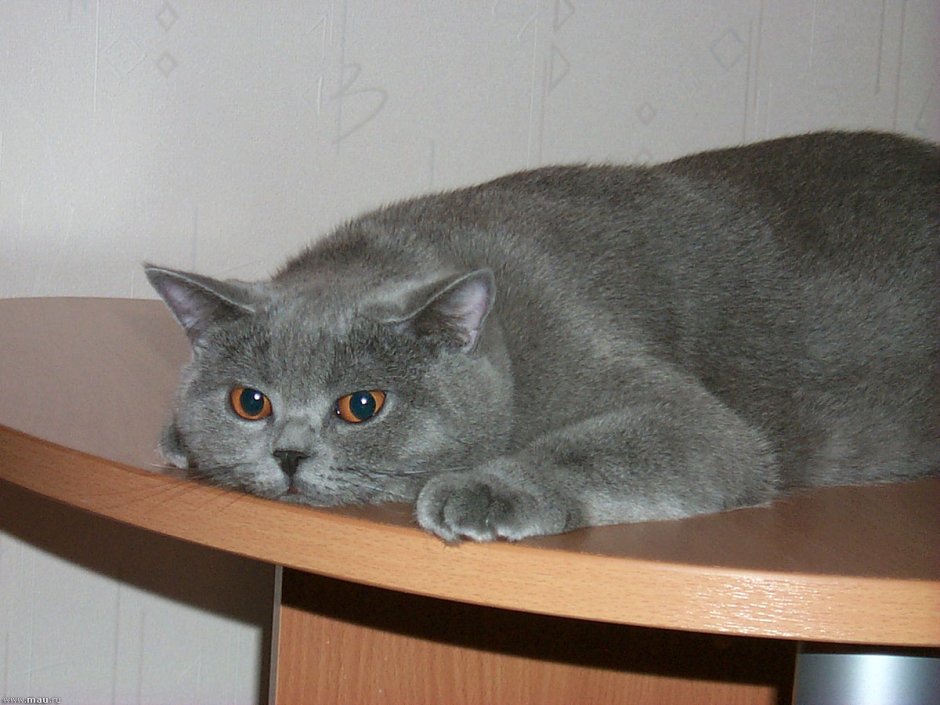 Кот шотландец скоттиш страйт
