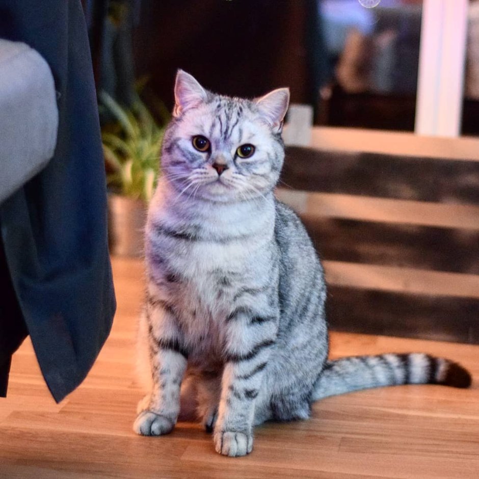 Шотландская остроухая кошка