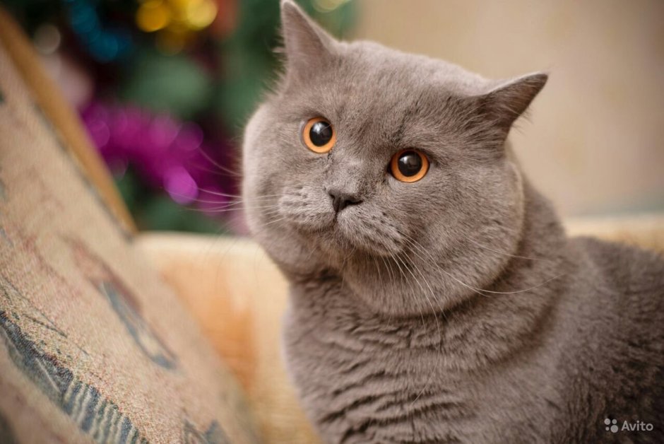 Шотландский скоттиш страйт серый
