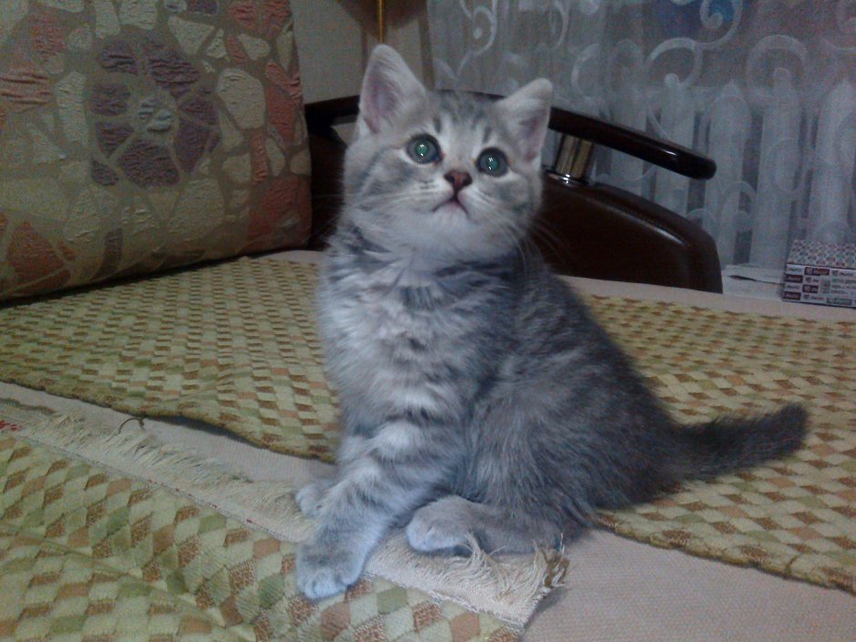 Скоттиш страйт серый