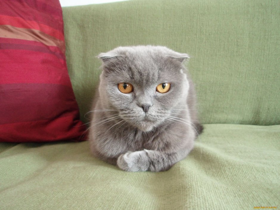 Британский короткошерстный кот