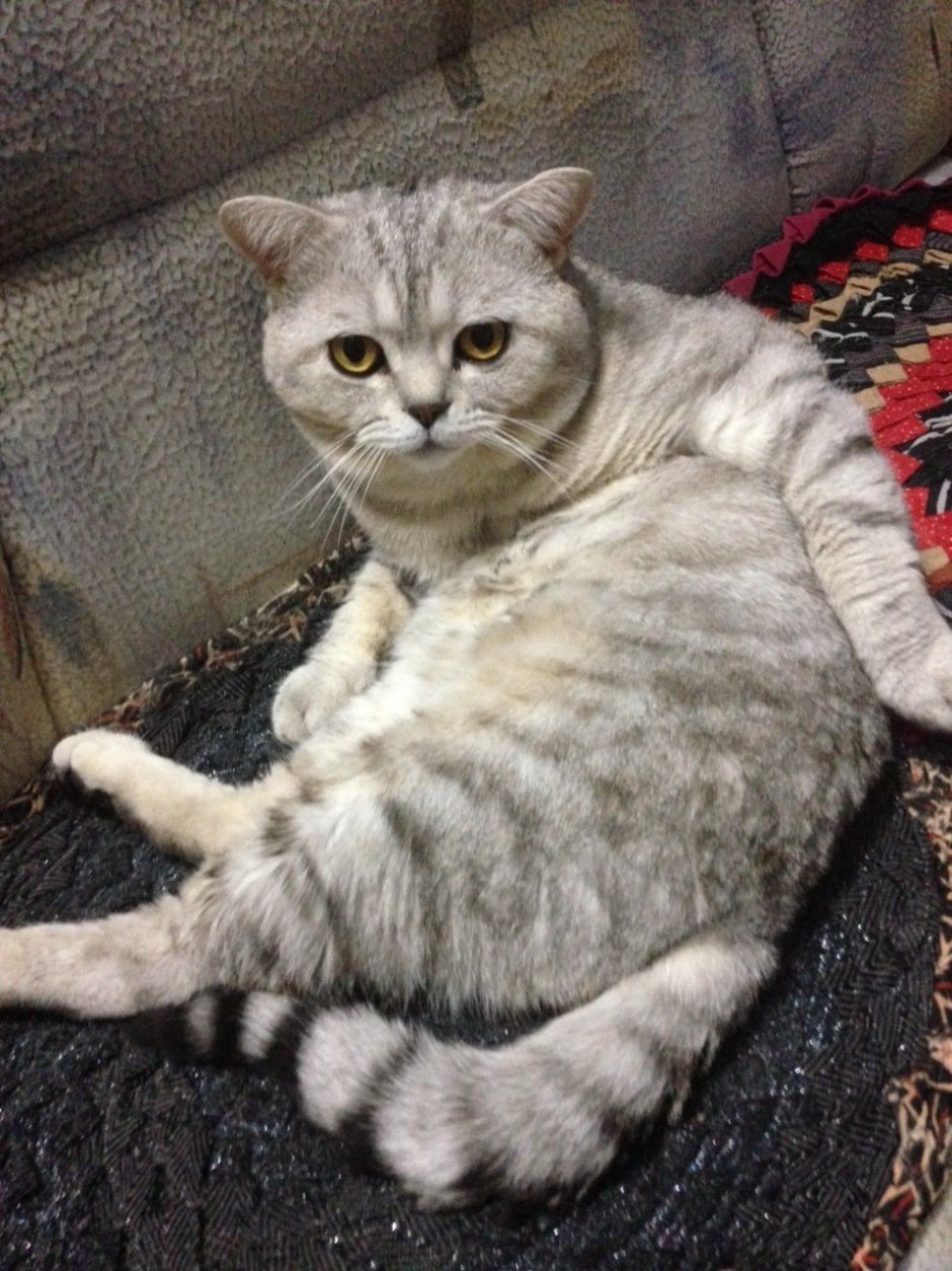 Британский кот прямоухий серый
