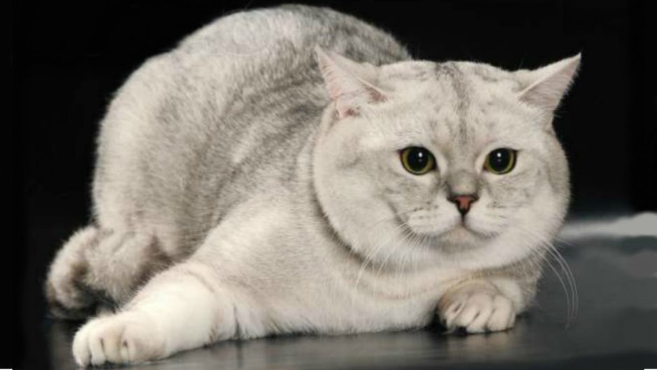Шотландская короткошёрстная кошка прямоухая