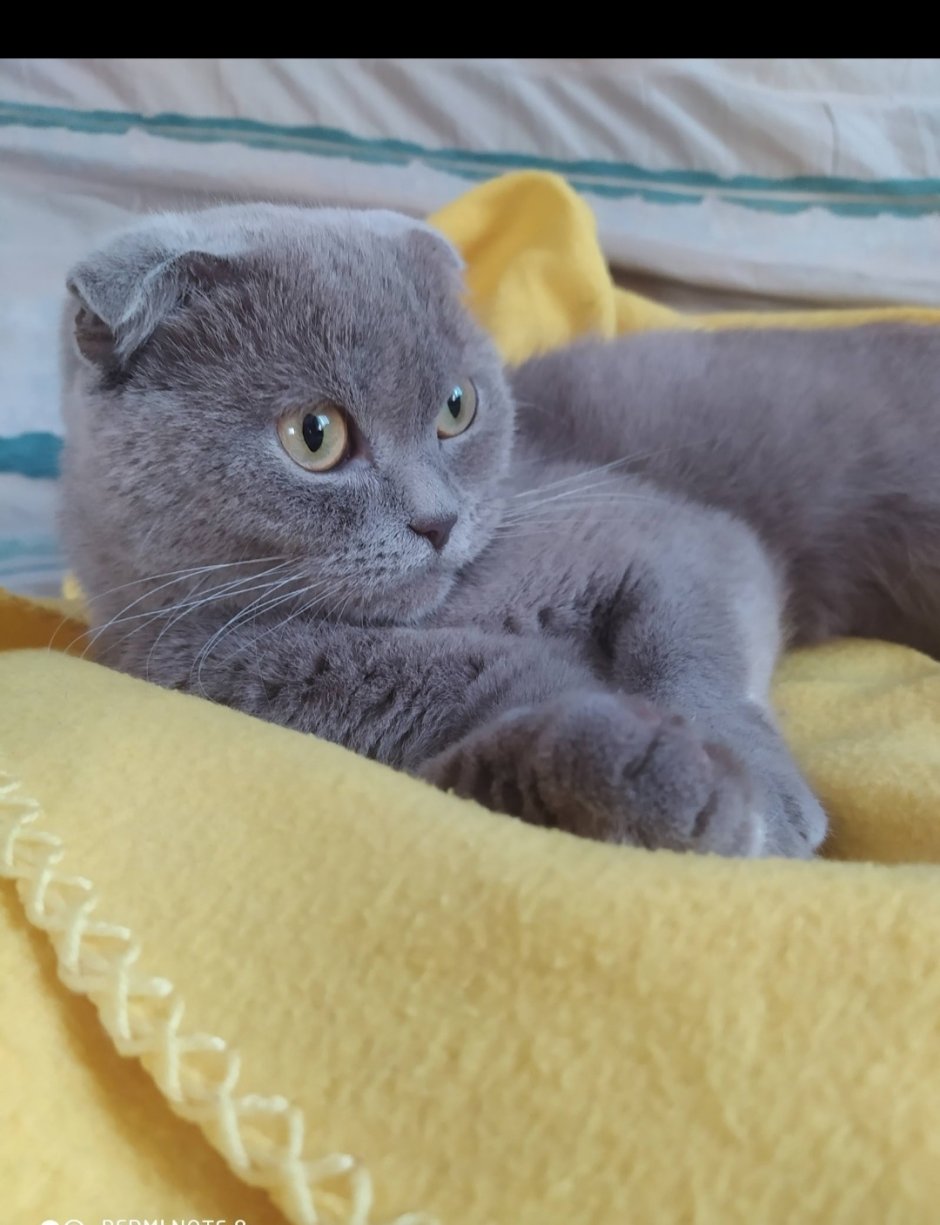 Британская остроухая кошка
