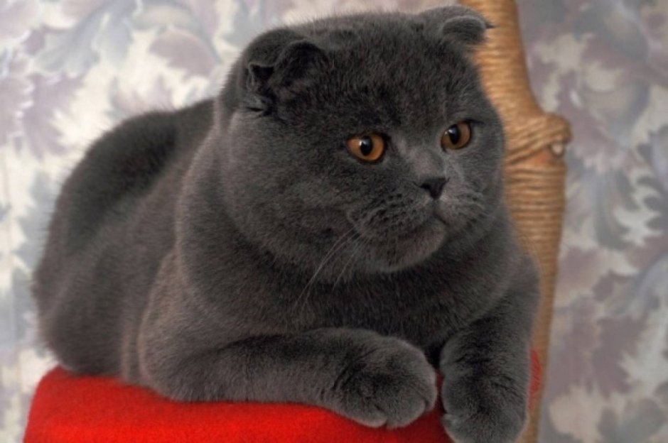 Шотландский скоттиш страйт персиковый