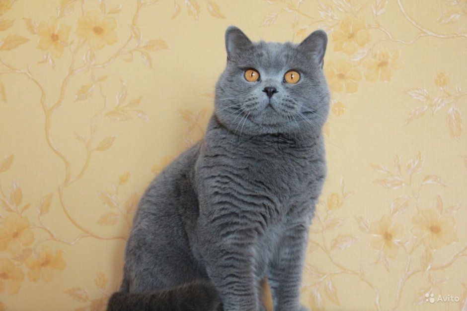 Котята скоттиш фолд прямоухие