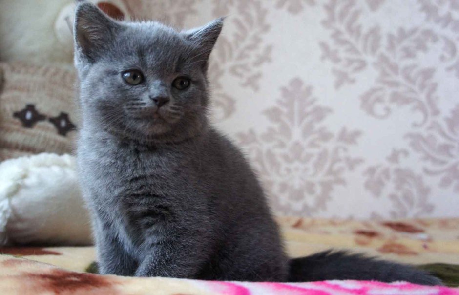 Британка кошка прямоухая Шотландская