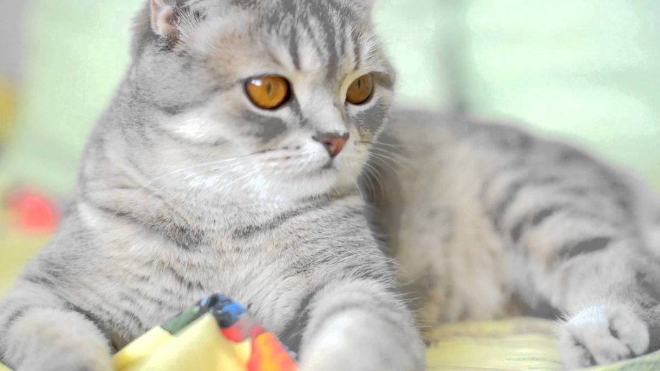 Шотландские котята прямоухие