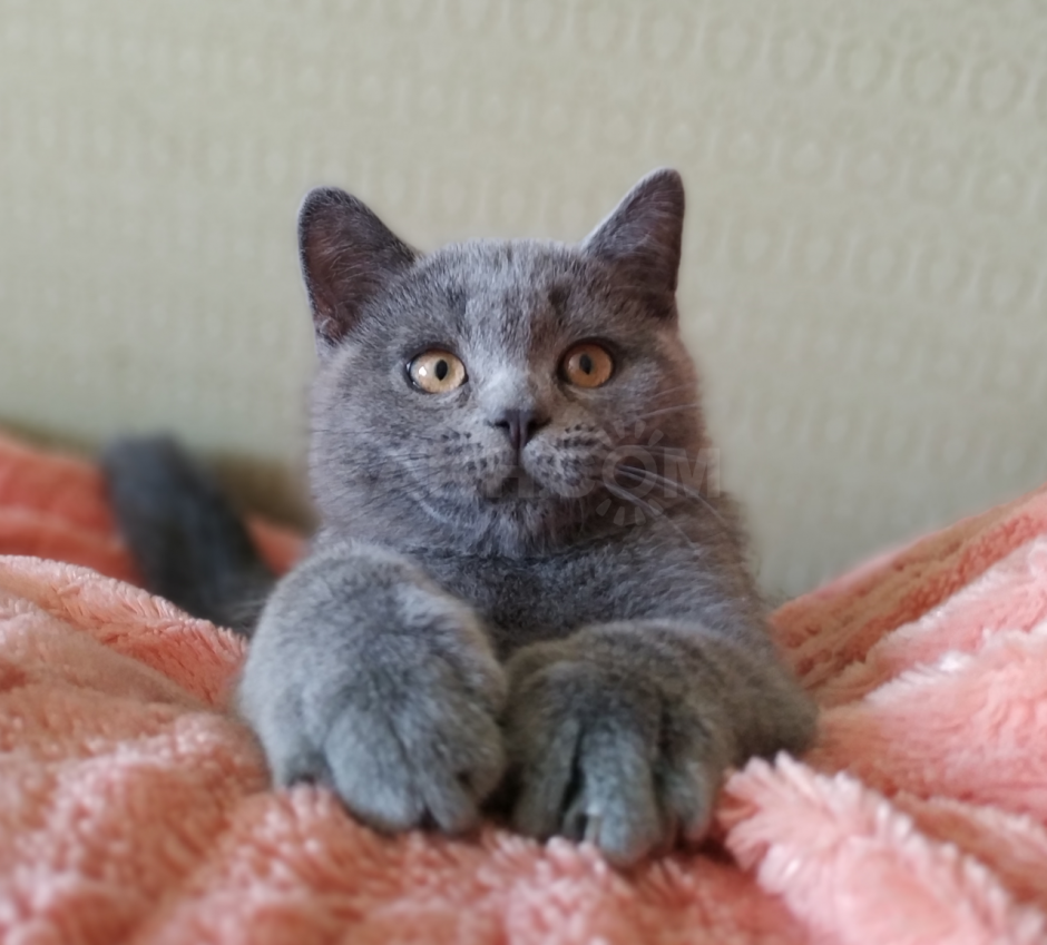 Скоттиш страйт серый котенок