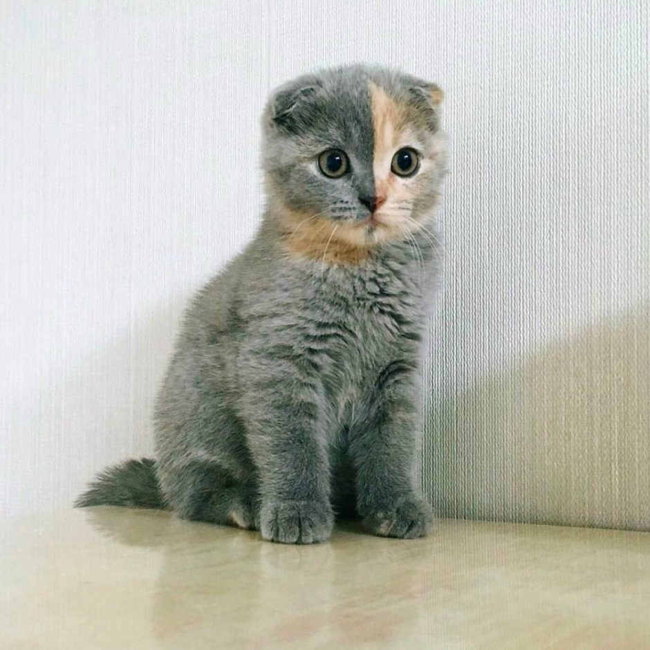Шотландская прямоухая кошка 4 месяца