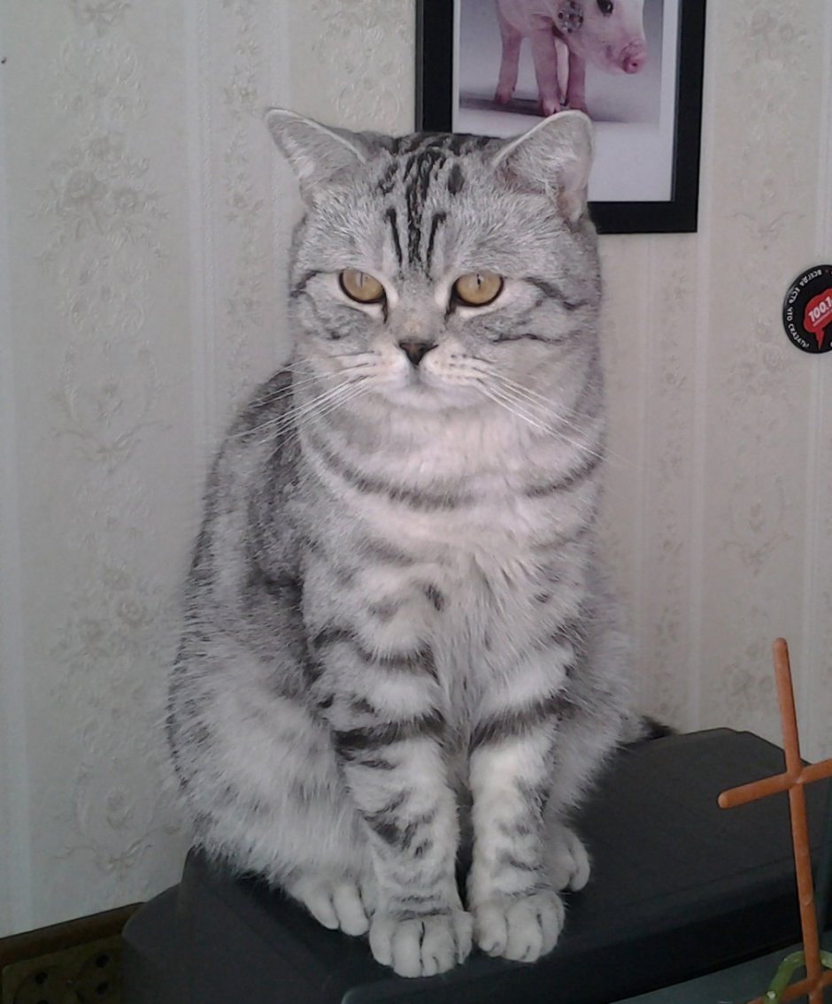 Скоттиш фолд серая прямоухая