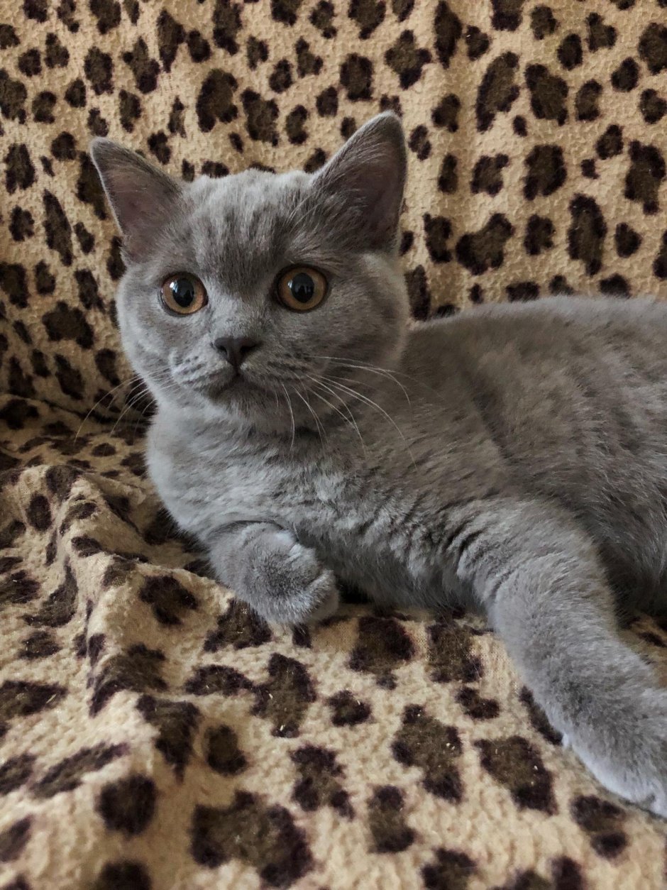 Шотландская остроухая кошка