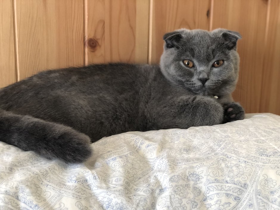 Скоттиш страйт светлый
