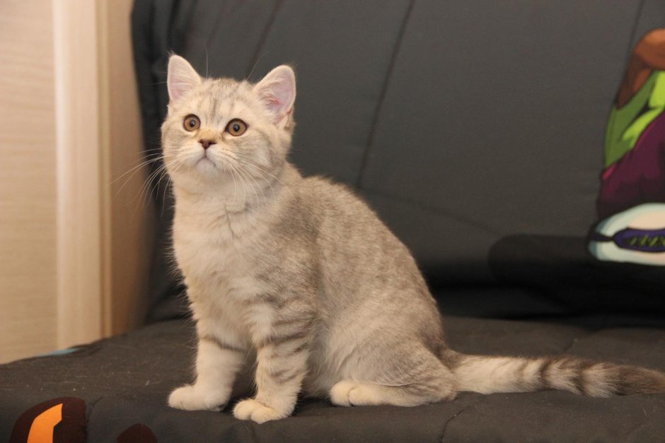 Лиловый кот британец