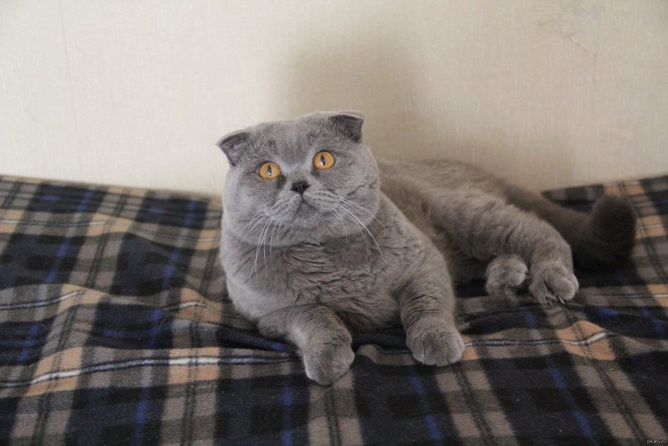 Скоттиш фолд страйт