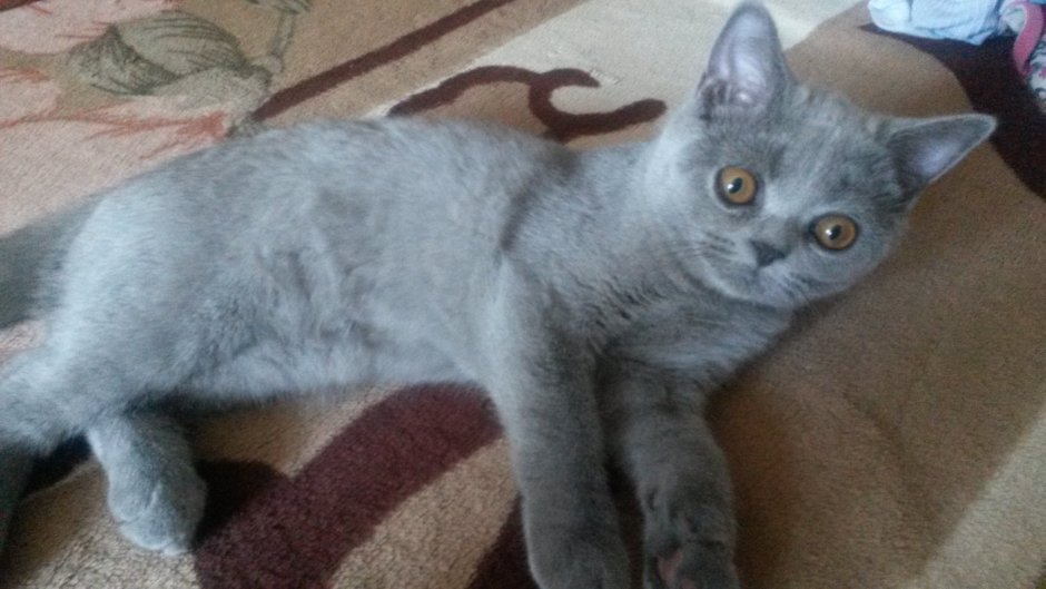 Шотландский вислоухий кот снежный Барс