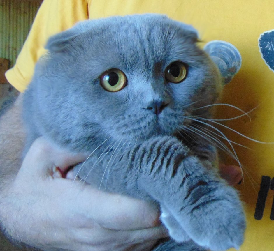 Британский скоттиш страйт