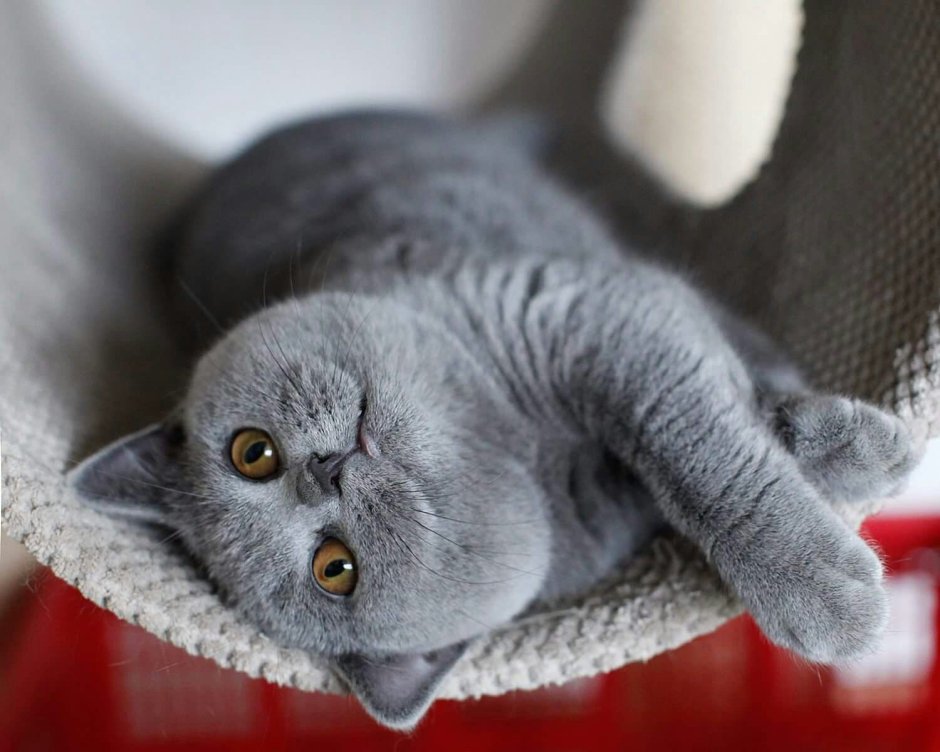 Шотландская остроухая кошка фото