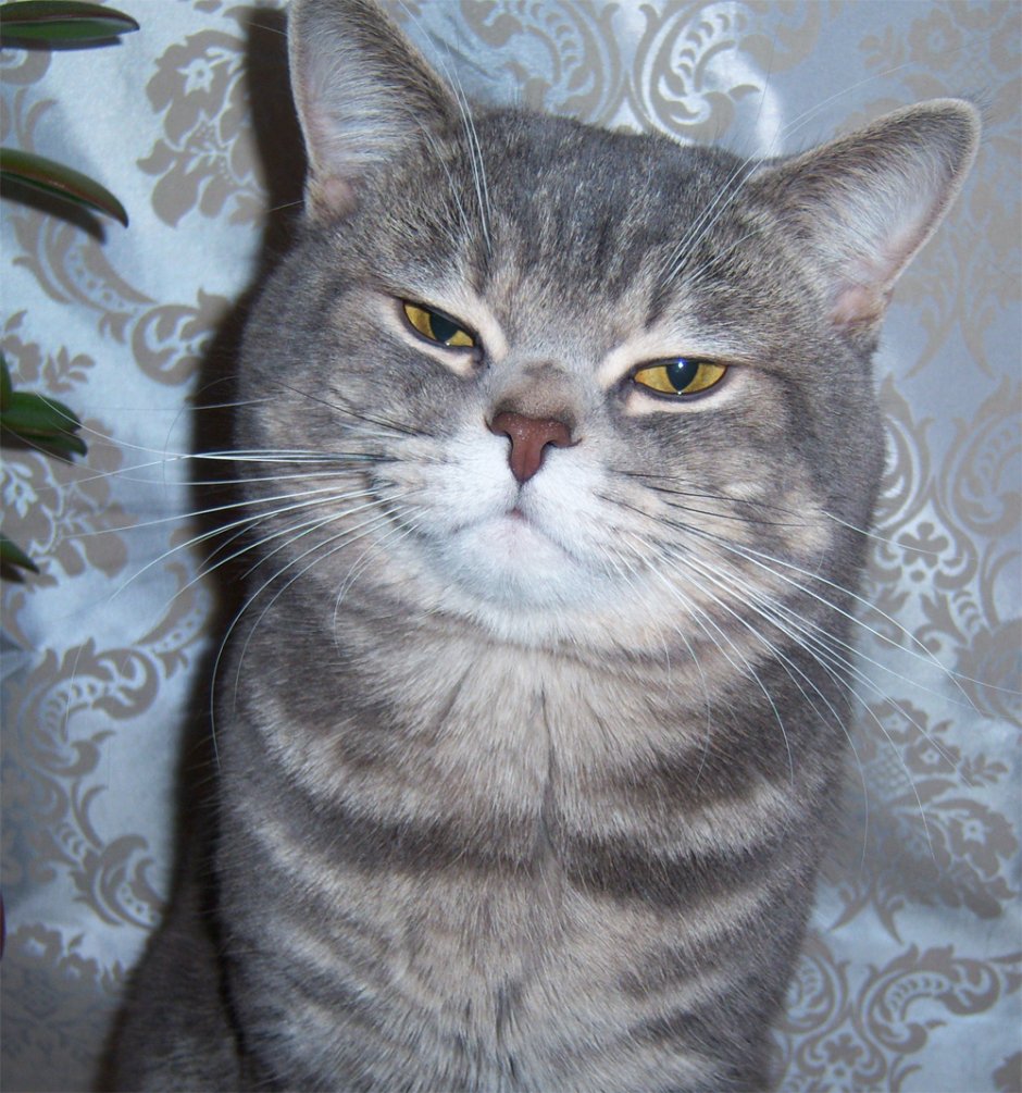Шотландские котята вискас