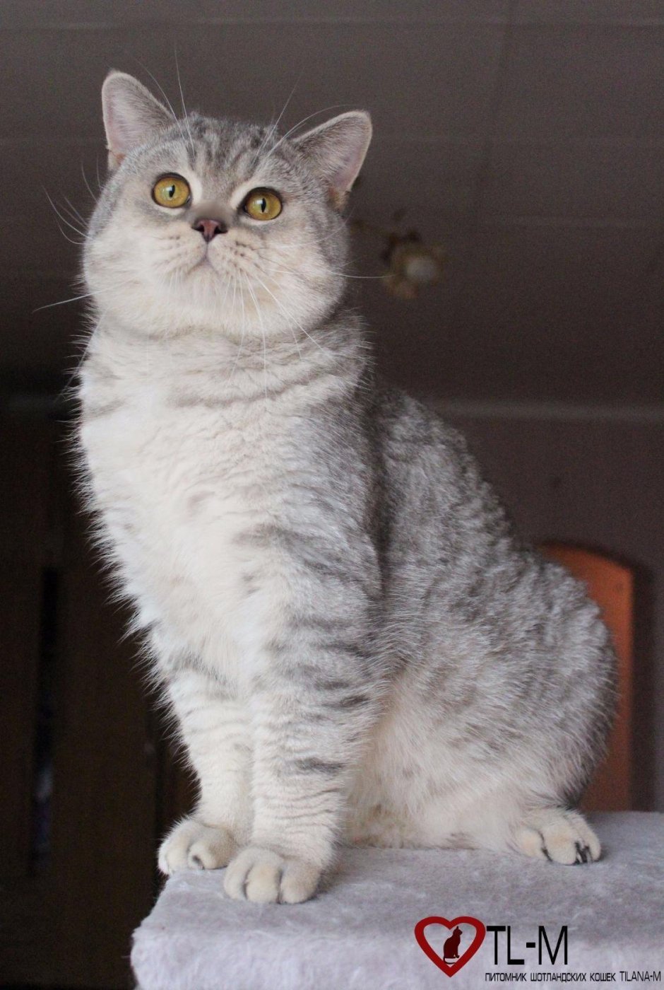 Шотландская остроухая кошка