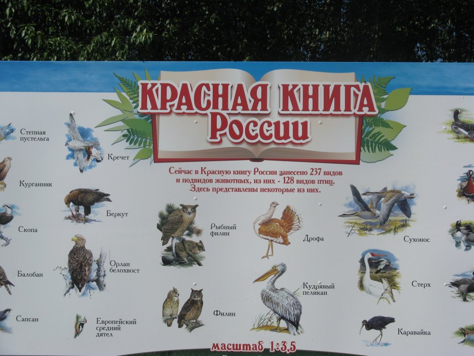 Самец утки мандаринки