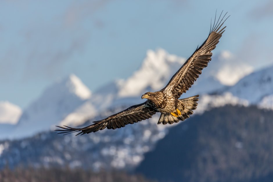 Кречет Falco rusticolus